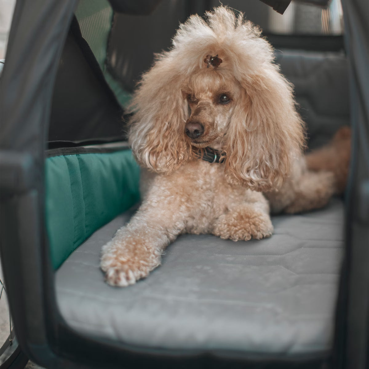 Thule Bexey Dog Bed- Bambi Baby