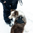 Thule Dart Harness - Bambi Baby