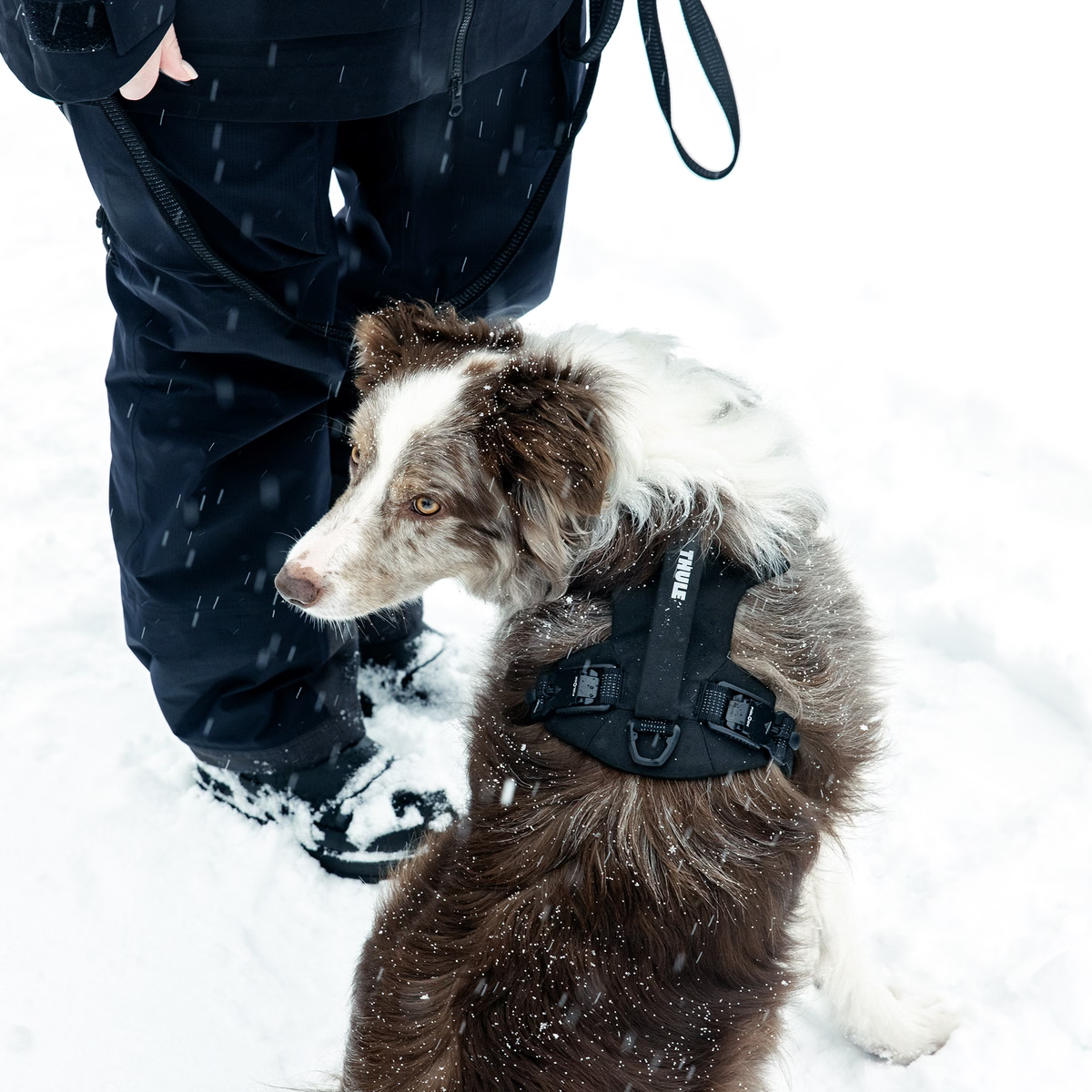 Thule Dart Harness- Bambi Baby